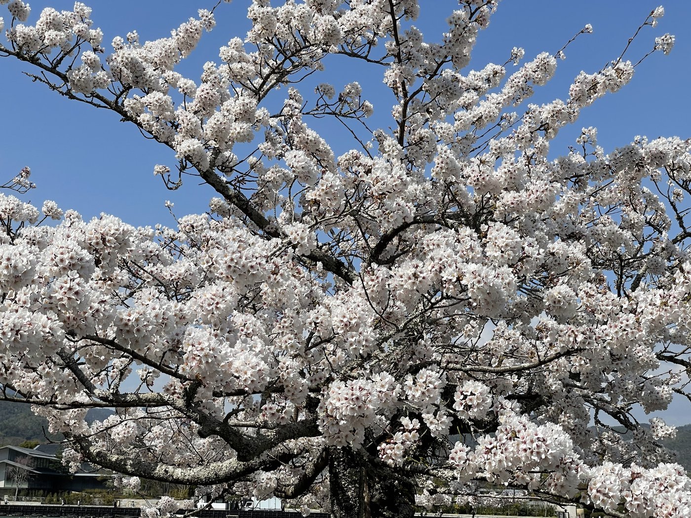 A cherry blossom tree in full bloom against a blue sky in Kyoto