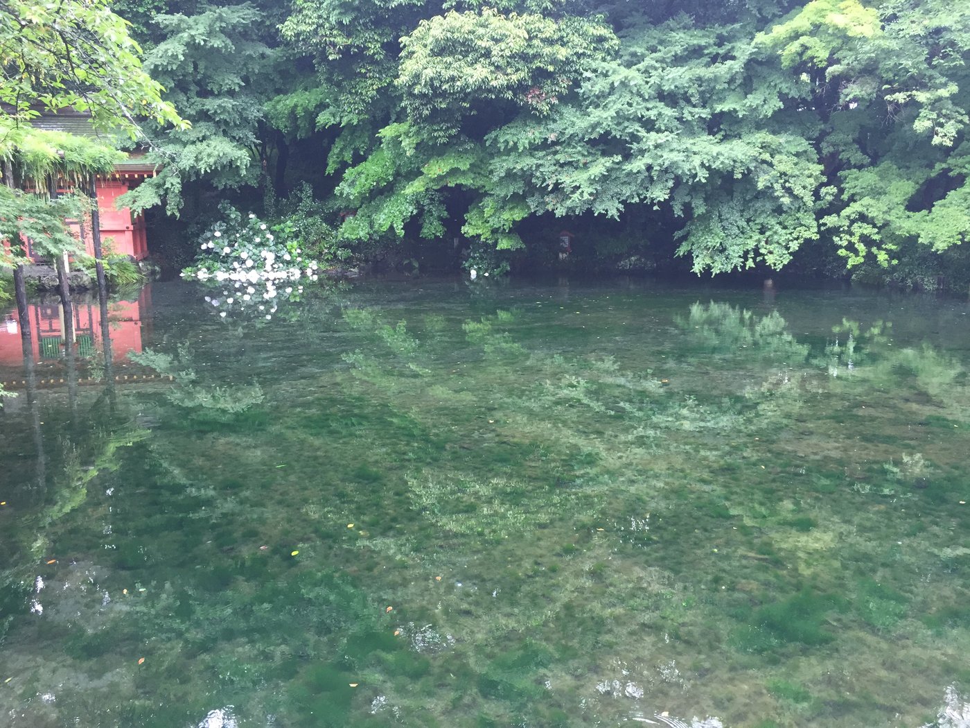 日本文化與宗教裡的富士山:為什麼日本人要膜拜一座火山 Wakutama Pond in Fujinomiya