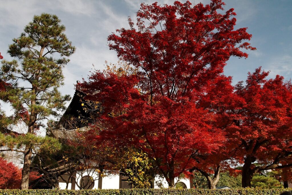 Japón en otoño 2026: Silver Week, tifones y las mejores semanas para ir Tofuku-ji (4585124433)