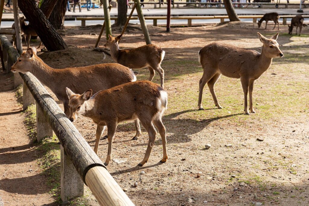Excursión de un día a Nara: ciervos, Todai-ji y la mejor forma de llegar (2026) 20190121 Nara deer-2