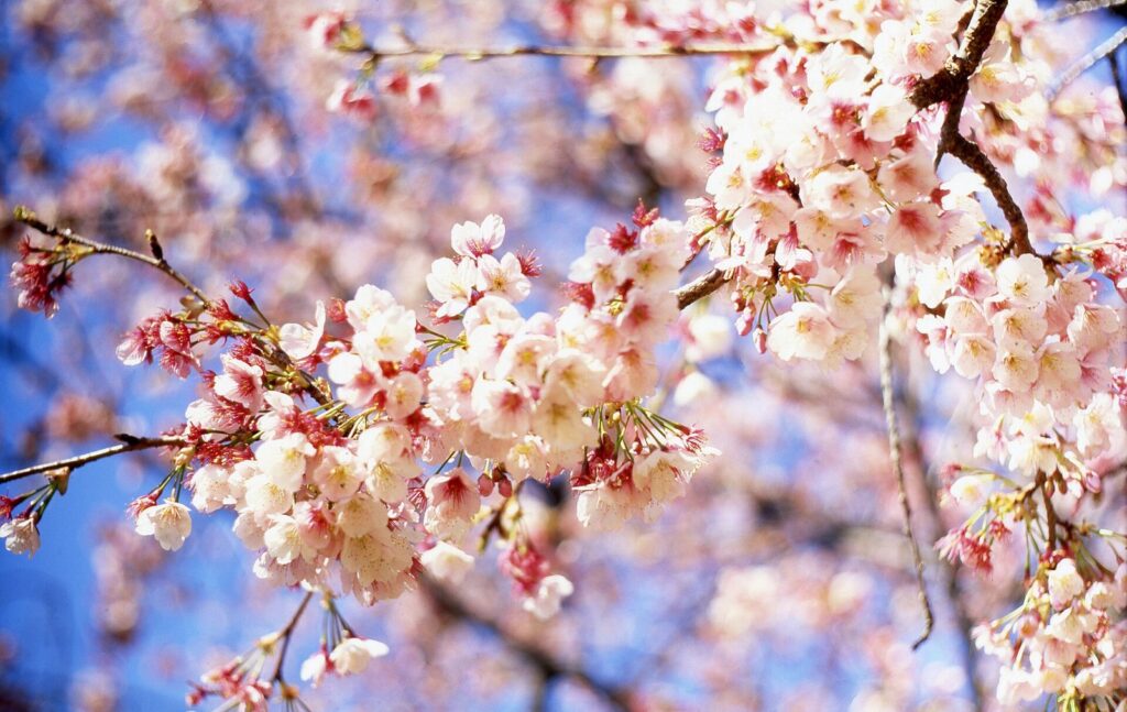 ทำไมดอกซากุระจึงมีความหมายมากเหลือเกินสำหรับคนญี่ปุ่น Cherry Blossom - Flickr - mrhayata