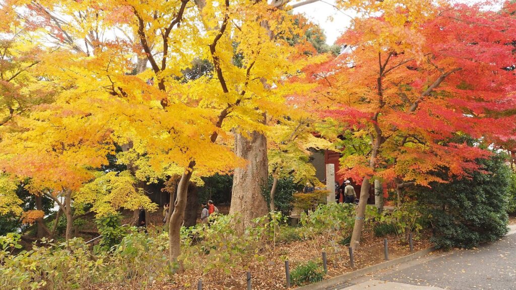 Momijigari: Japan's Ancient Tradition of Hunting Autumn Leaves Autumn at Hondo-ji temple, Chiba; November 2017 (01)